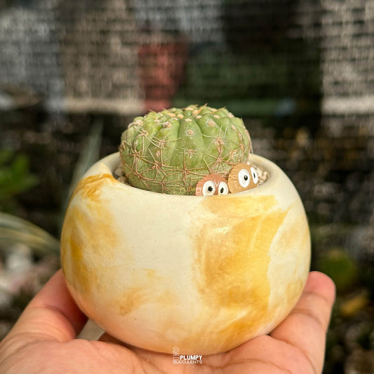 Gymnocalycium Parvulum — Glow Elves