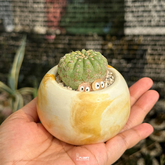 Gymnocalycium Parvulum — Glow Elves