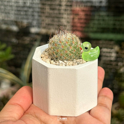 Mammillaria Matudae — Glow Duck