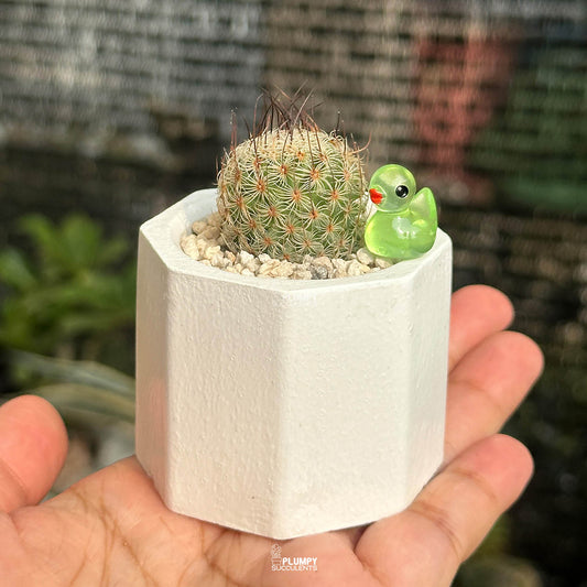 Mammillaria Matudae — Glow Duck