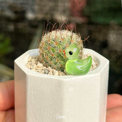 Mammillaria Matudae — Glow Duck
