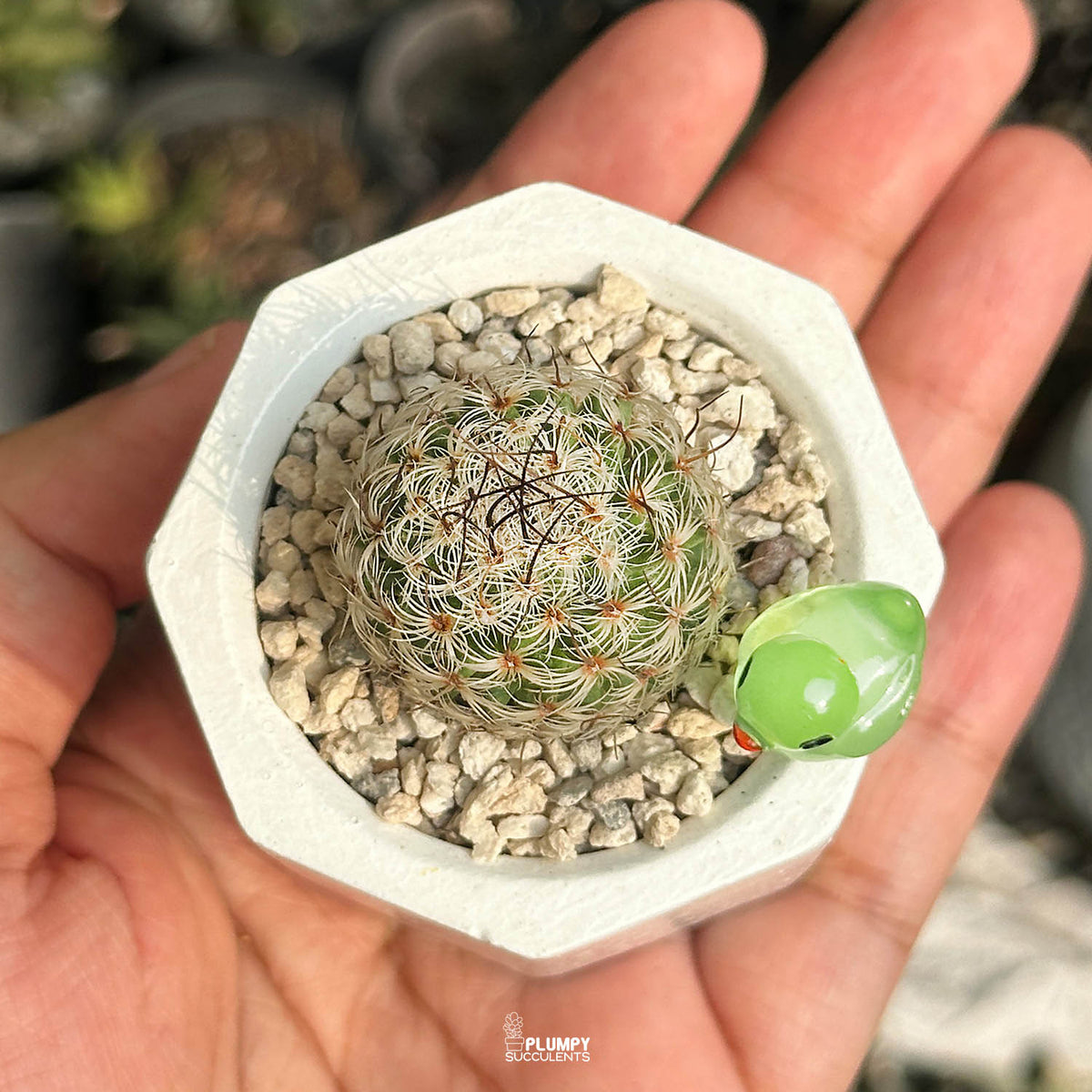 Mammillaria Matudae — Glow Duck