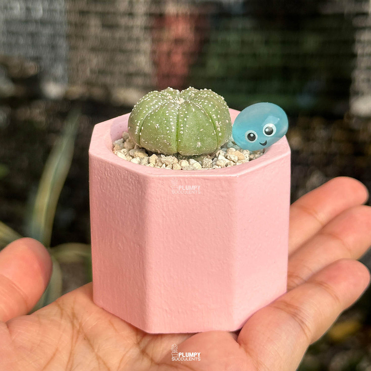 Astrophytum Asterias — Water Drop