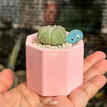 Astrophytum Asterias — Water Drop