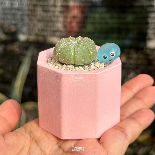 Astrophytum Asterias — Water Drop