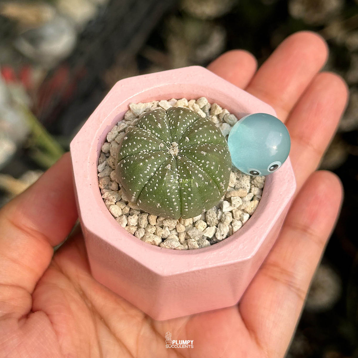 Astrophytum Asterias — Water Drop