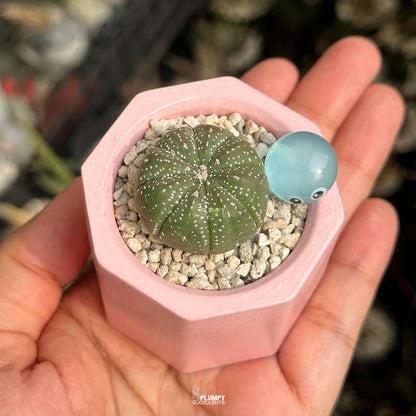 Astrophytum Asterias — Water Drop
