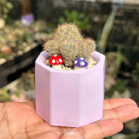 Mammillaria Prolifera — Mushroom Pair