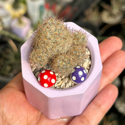 Mammillaria Prolifera — Mushroom Pair