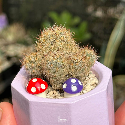 Mammillaria Prolifera — Mushroom Pair