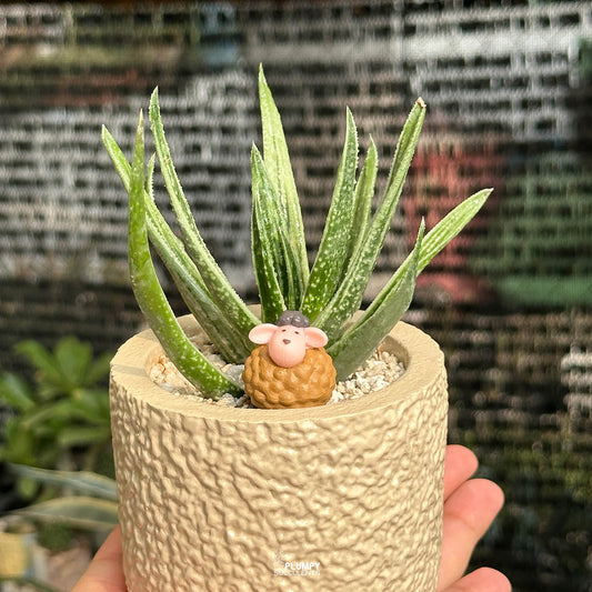 Gasteraloe — Brown Sheep