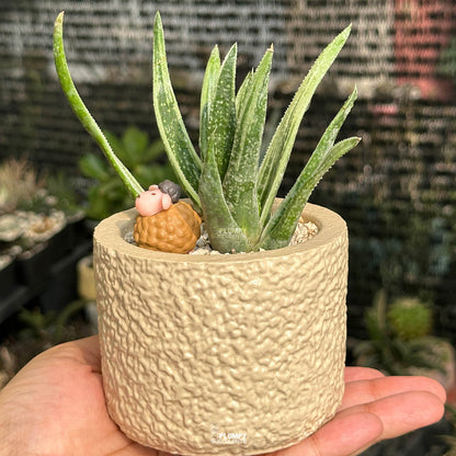 Gasteraloe — Brown Sheep