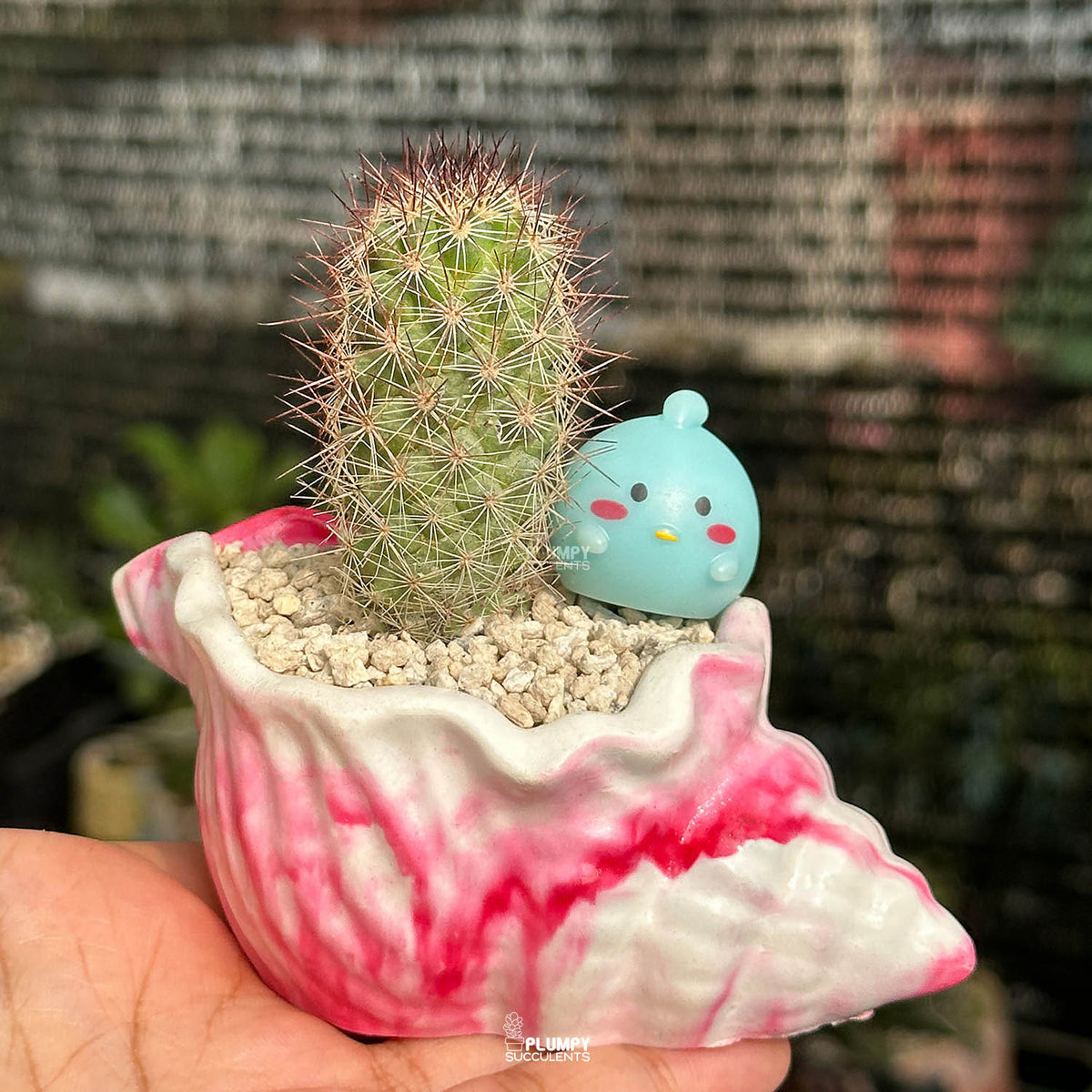 Mammillaria Elongata — Blue Bird