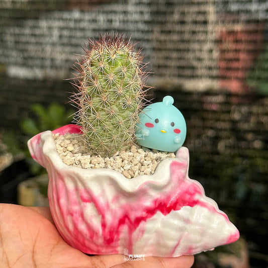 Mammillaria Elongata — Blue Bird