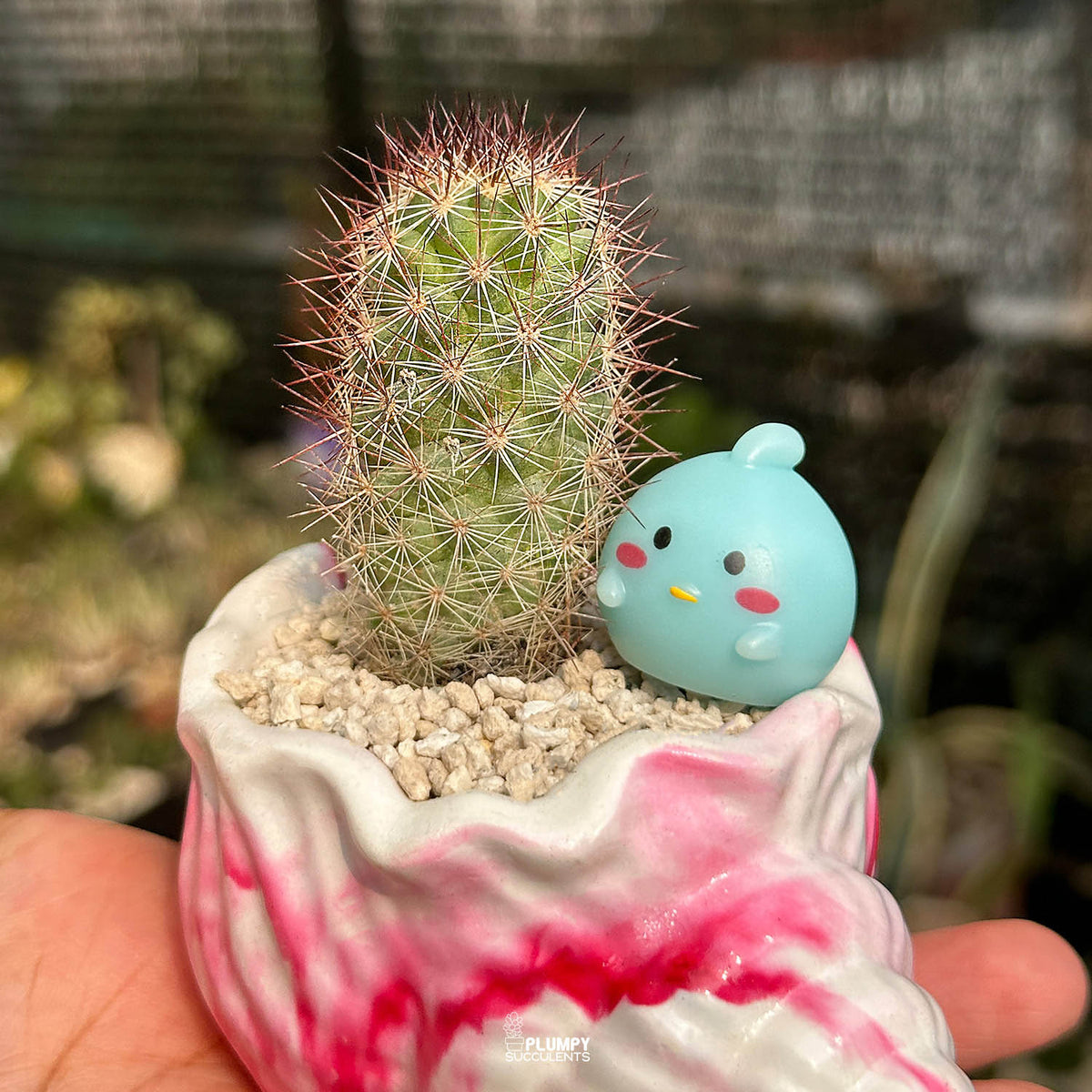 Mammillaria Elongata — Blue Bird