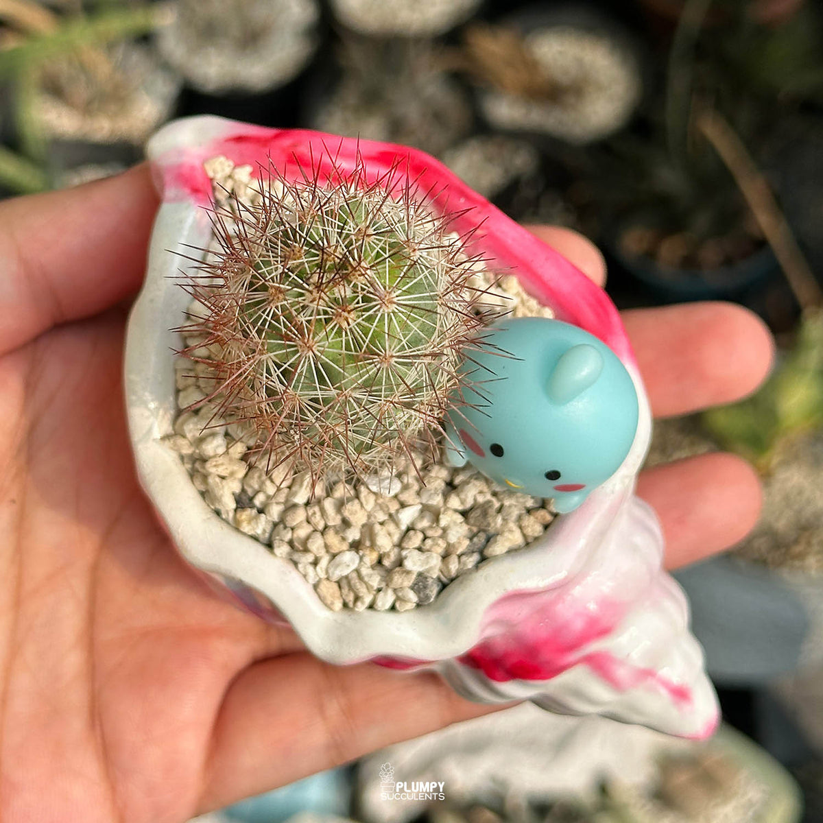 Mammillaria Elongata — Blue Bird