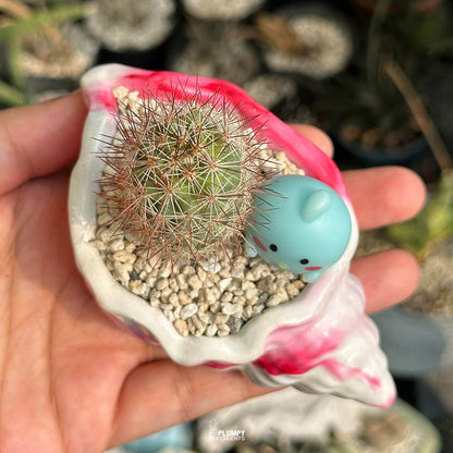 Mammillaria Elongata — Blue Bird