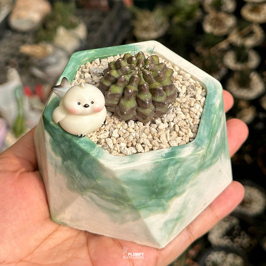 Gymno Cactus — Bird
