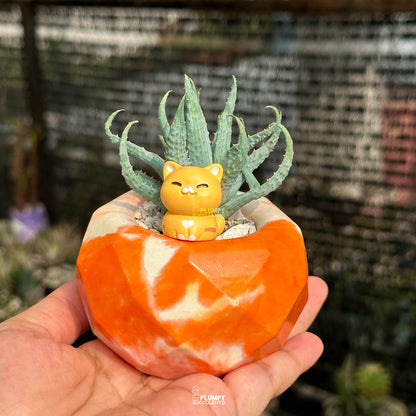Aloe Humilis — Orange Cat