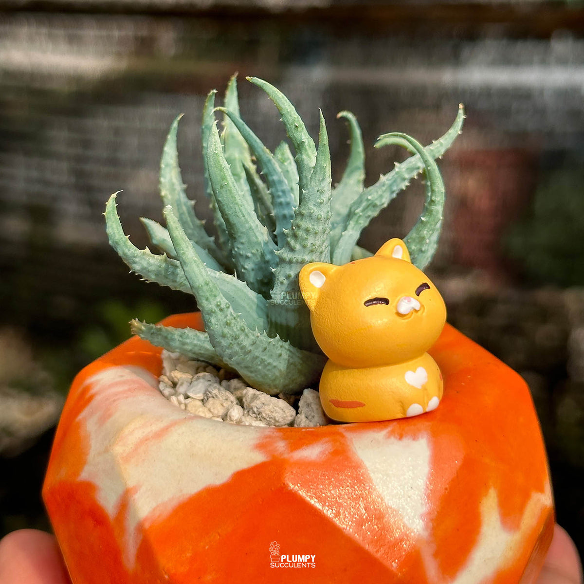 Aloe Humilis — Orange Cat