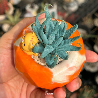 Aloe Humilis — Orange Cat