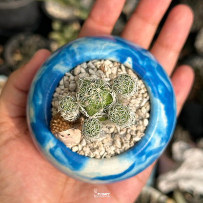 Mammillaria Vetula Thimble Cactus — Hedgehog