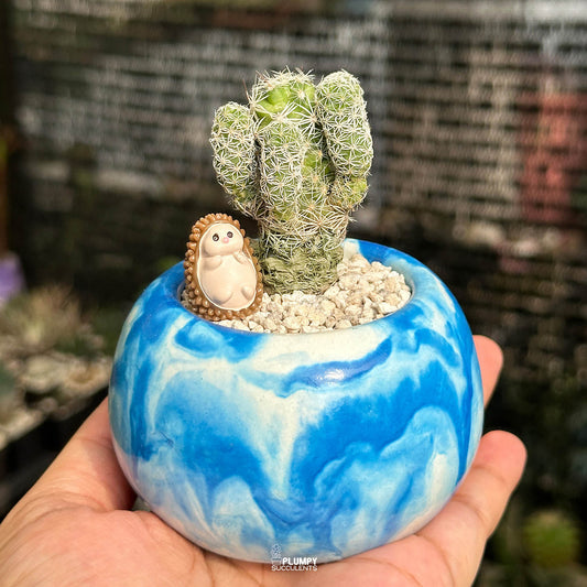 Mammillaria Vetula Thimble Cactus — Hedgehog