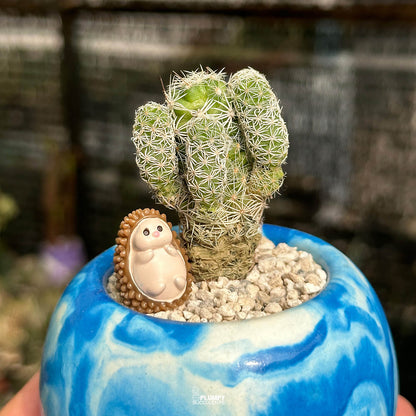 Mammillaria Vetula Thimble Cactus — Hedgehog