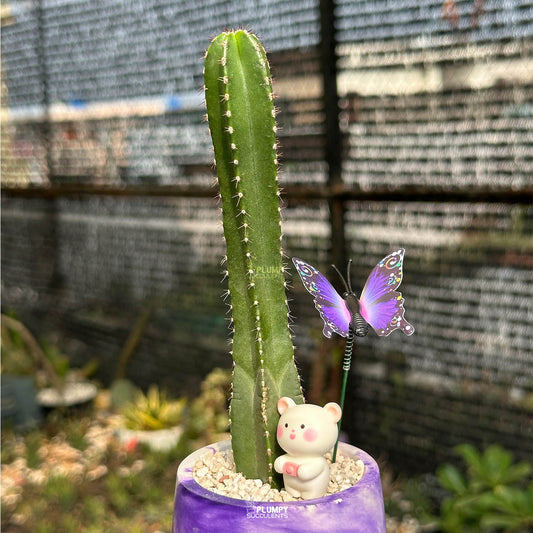 Mexican Fence Post Cactus — Butterfly