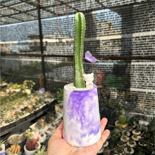 Mexican Fence Post Cactus — Butterfly