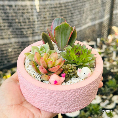 (Succulent Garden (Arrangement)