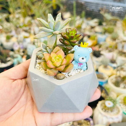 (Succulent Garden (Arrangement)