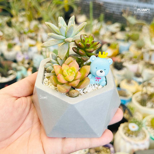 (Succulent Garden (Arrangement)