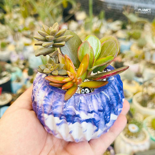 Succulent Garden (Arrangement)