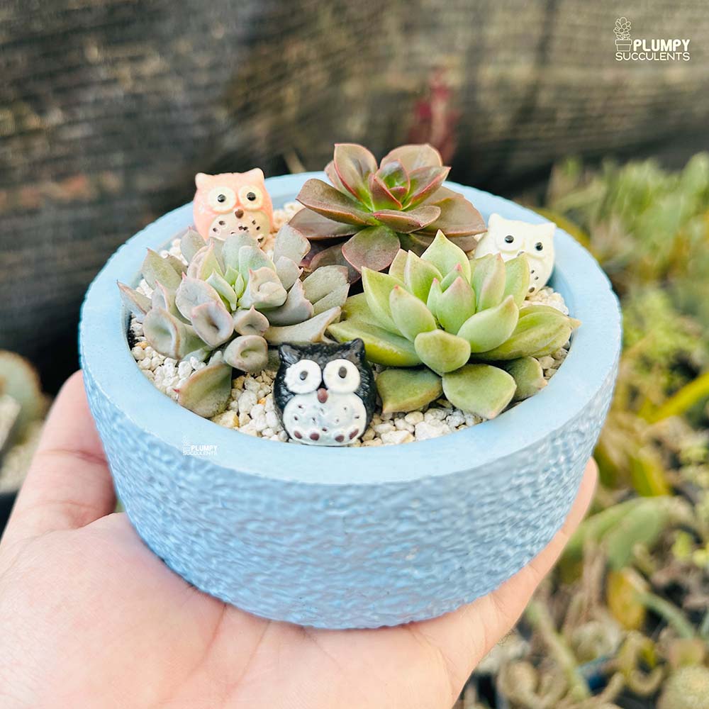 Succulent Garden (Arrangement)