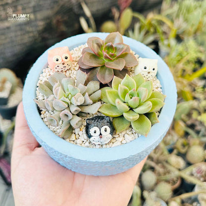 Succulent Garden (Arrangement)