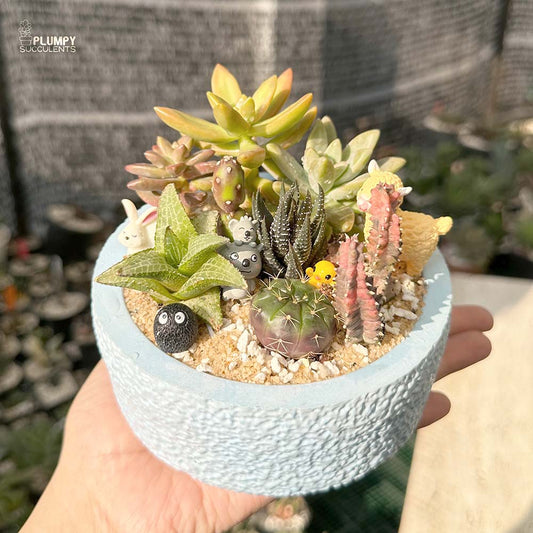 Succulent Garden (Arrangement)