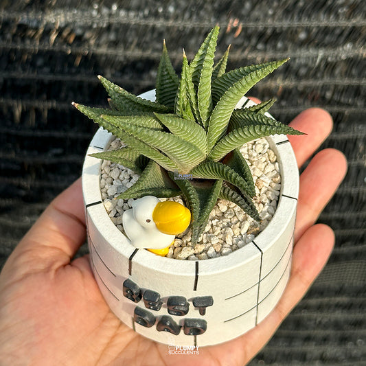 3" Best Dad Planter (Haworthia Limifolia + Pelican)