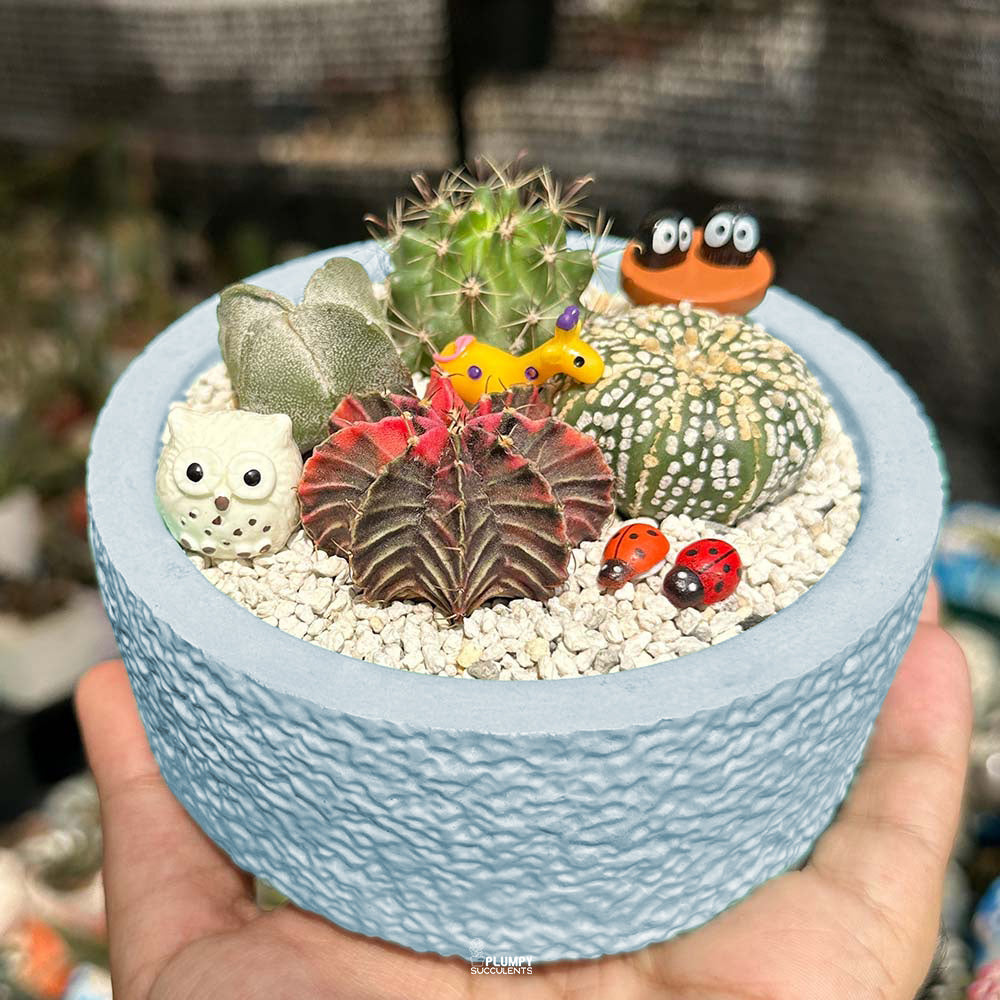 Cactus Garden ( Cactus Fairy Garden)