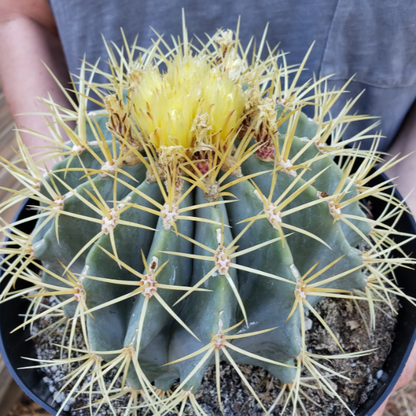 Close-up of a cactus with yellow spines in a pot