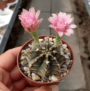 Small cactus with pink flowers in a pot held by a hand