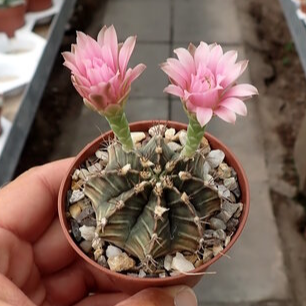 Small cactus with pink flowers in a pot held by a hand