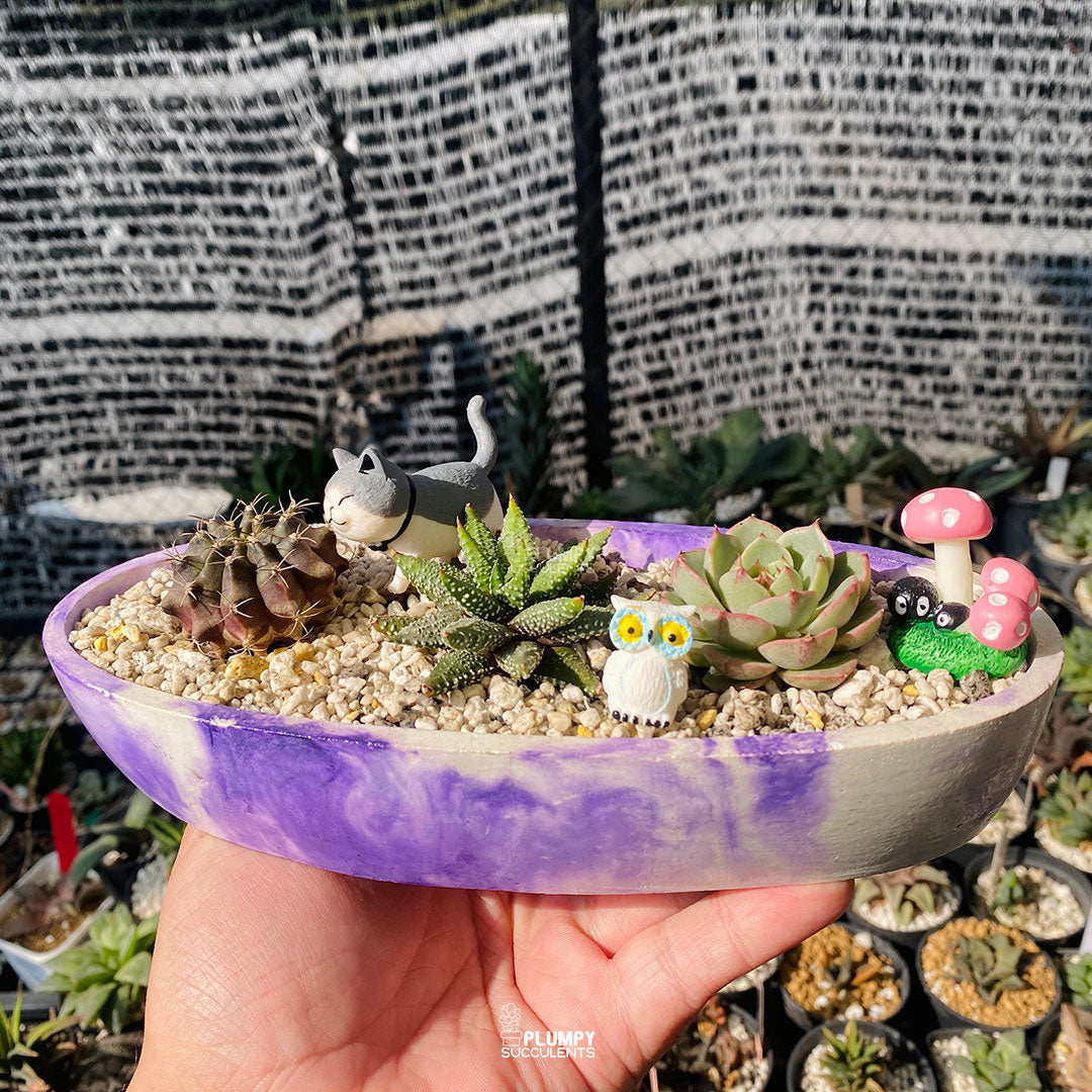 Enchanted Boat Fairy Garden in handcrafted concrete planter – Plumpy Succulents Pakistan
