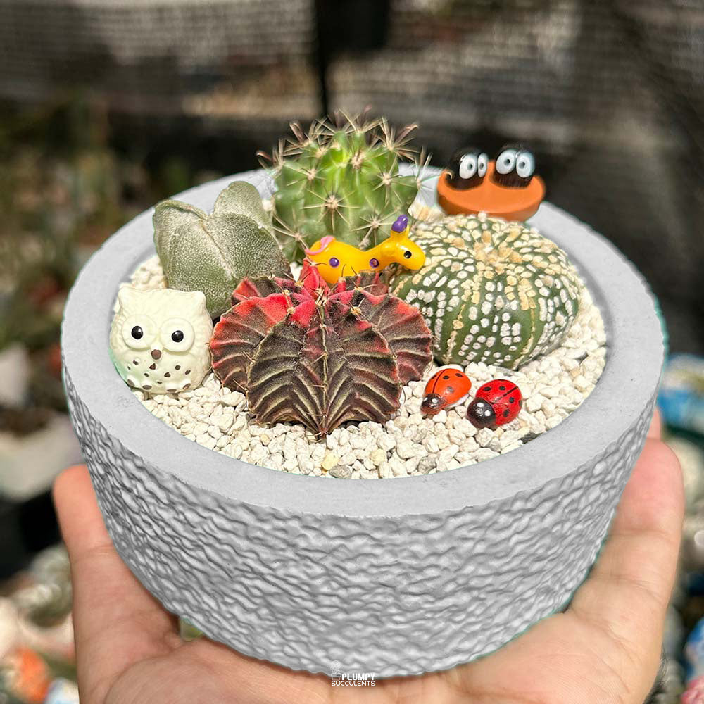 Cactus Garden ( Cactus Fairy Garden)