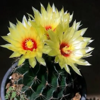 Two flowering cacti with bright yellow flowers and red centers.