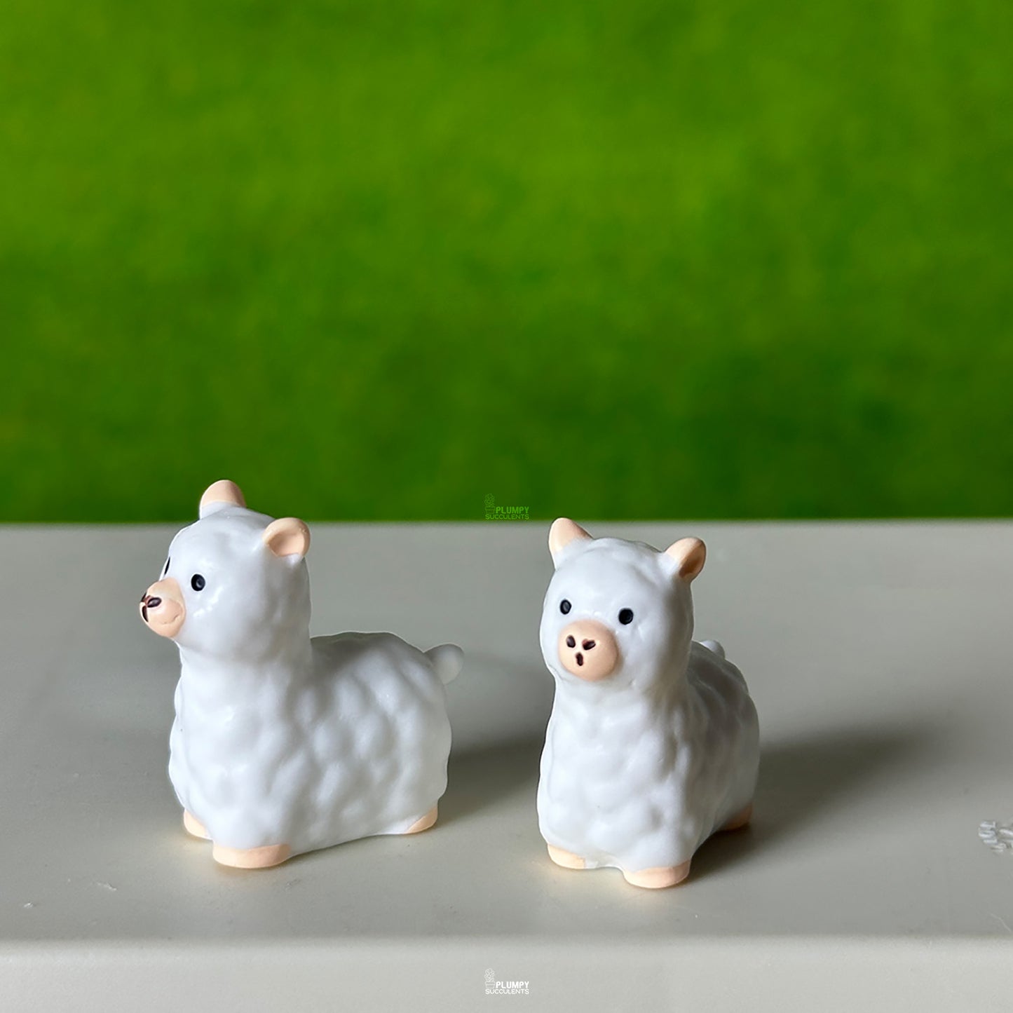 Alpaca