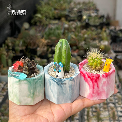CACTUS ADVENTURE TRIO — Set of 3 Mini Cactus Planters