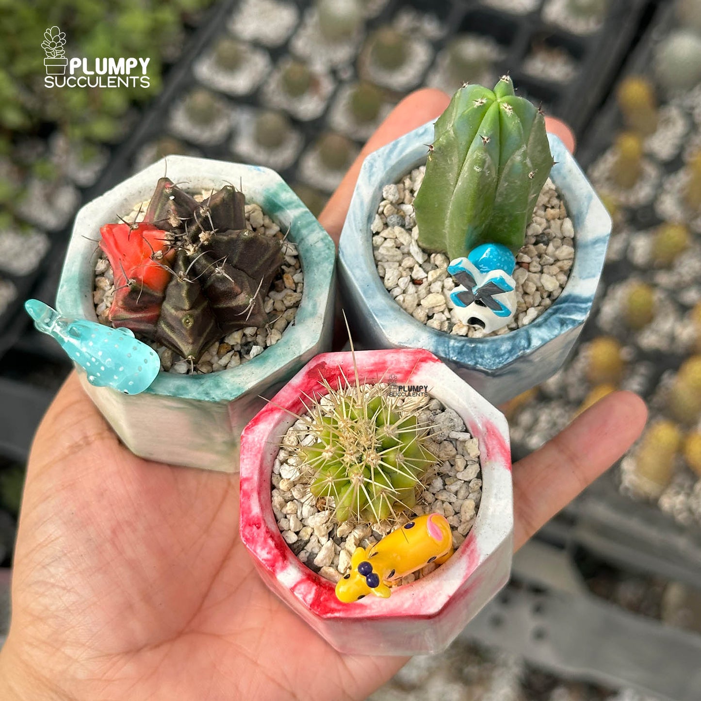 CACTUS ADVENTURE TRIO — Set of 3 Mini Cactus Planters