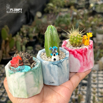 CACTUS ADVENTURE TRIO — Set of 3 Mini Cactus Planters