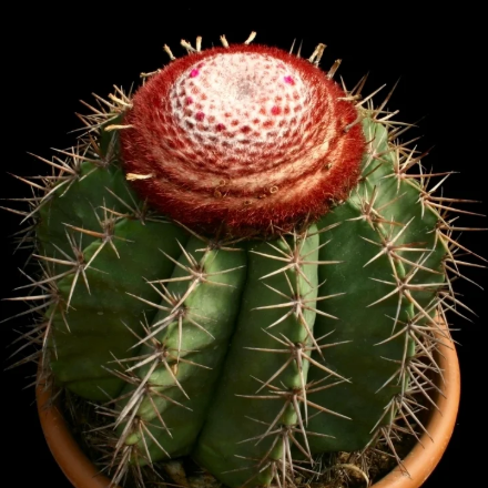 Cactus with a red and white flower on a black background
